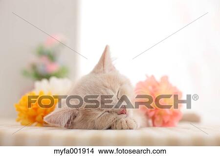 British Shorthair View Large Photo Image Picture - British Shorthair. Fotosearch