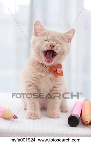 British Shorthair View Large Photo Image Picture - British Shorthair. Fotosearch