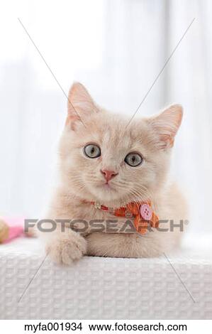 British Shorthair View Large Photo Image Picture - British Shorthair. Fotosearch
