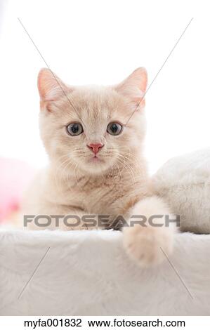 British Shorthair View Large Photo Image Stock Image - British Shorthair. Fotosearch