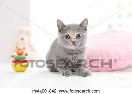 British Shorthair View Large Photo Image Stock Image - British Shorthair. Fotosearch