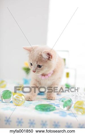 British Shorthair View Large Photo Image Stock Image - British Shorthair. Fotosearch