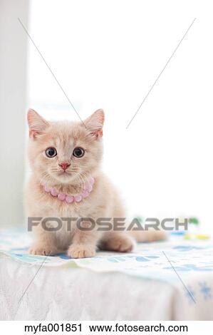 British Shorthair View Large Photo Image Stock Image - British Shorthair. Fotosearch