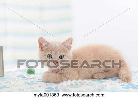 British Shorthair View Large Photo Image Stock Image - British Shorthair. Fotosearch