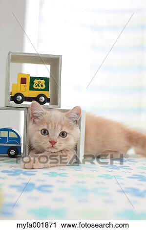 British Shorthair View Large Photo Image Stock Image - British Shorthair. Fotosearch