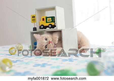 British Shorthair View Large Photo Image Stock Image - British Shorthair. Fotosearch
