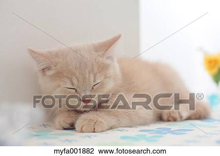 British Shorthair View Large Photo Image Stock Image - British Shorthair. Fotosearch