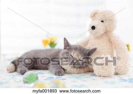 British Shorthair View Large Photo Image Stock Image - British Shorthair. Fotosearch