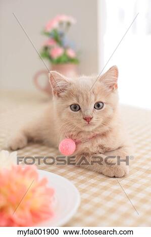 British Shorthair View Large Photo Image Stock Image - British Shorthair. Fotosearch