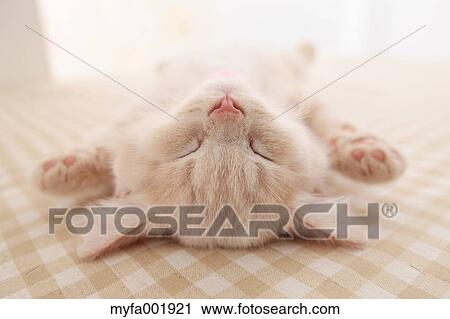 British Shorthair View Large Photo Image Stock Image - British Shorthair. Fotosearch