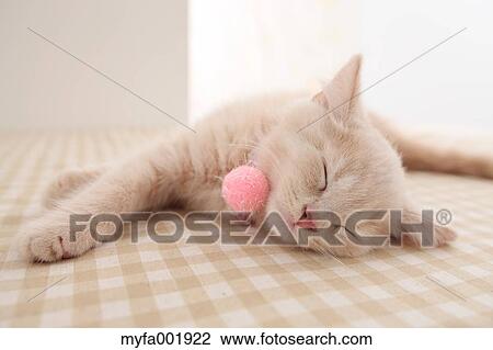British Shorthair View Large Photo Image Stock Image - British Shorthair. Fotosearch