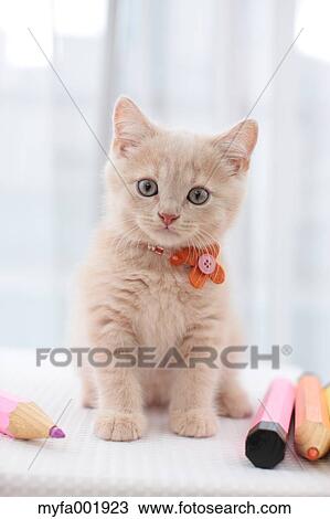 British Shorthair View Large Photo Image Stock Image - British Shorthair. Fotosearch