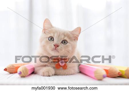 British Shorthair View Large Photo Image Stock Image - British Shorthair. Fotosearch