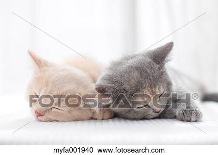 British Shorthair View Large Photo Image Stock Image - British Shorthair. Fotosearch