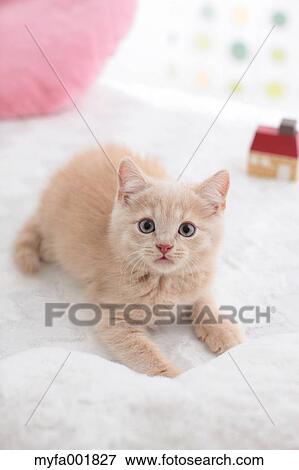 British Shorthair View Large Photo Image Stock Photo - British Shorthair. Fotosearch