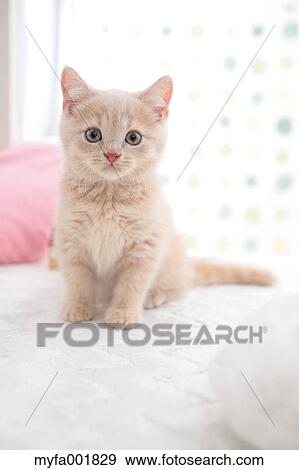 British Shorthair View Large Photo Image Stock Photo - British Shorthair. Fotosearch