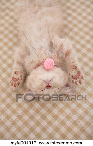 British Shorthair View Large Photo Image Stock Photo - British Shorthair. Fotosearch
