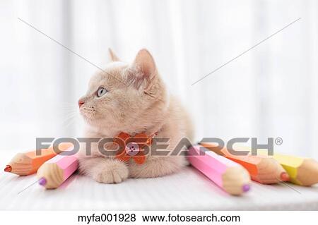 British Shorthair View Large Photo Image Stock Photo - British Shorthair. Fotosearch