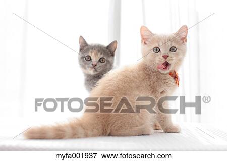 Stock Photo - British Shorthair. Fotosearch