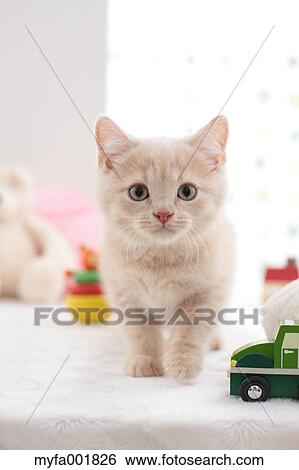 British Shorthair View Large Photo Image Stock Photograph - British Shorthair. Fotosearch