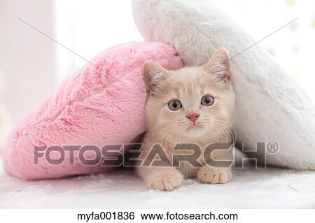 British Shorthair View Large Photo Image Stock Photograph - British Shorthair. Fotosearch