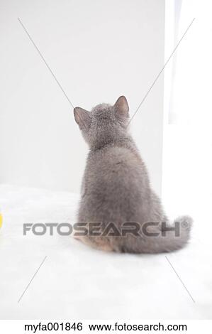 Stock Photograph - British Shorthair. Fotosearch