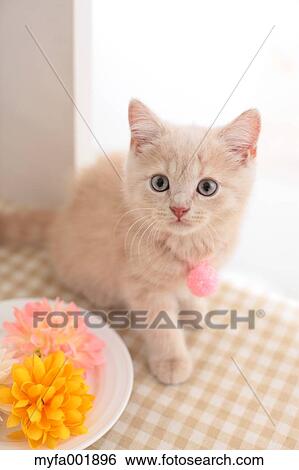 British Shorthair View Large Photo Image Stock Photograph - British Shorthair. Fotosearch
