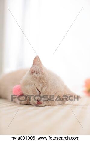 British Shorthair View Large Photo Image Stock Photograph - British Shorthair. Fotosearch