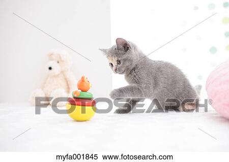British Shorthair View Large Photo Image Stock Photography - British Shorthair. Fotosearch