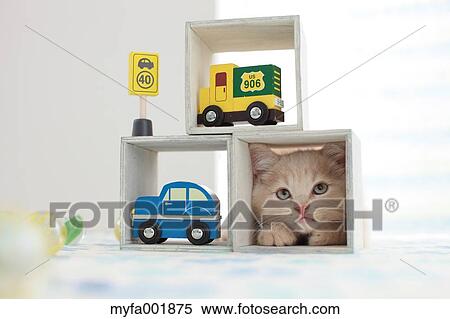 British Shorthair View Large Photo Image Stock Photography - British Shorthair. Fotosearch