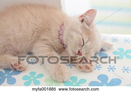 British Shorthair View Large Photo Image Stock Photography - British Shorthair. Fotosearch