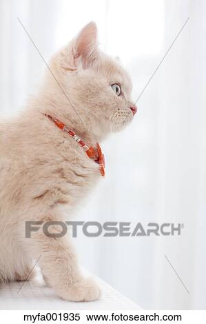 British Shorthair View Large Photo Image Stock Photography - British Shorthair. Fotosearch