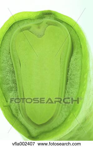 Broad bean cross section View Large Photo Image Stock Photo - Broad bean cross section. Fotosearch