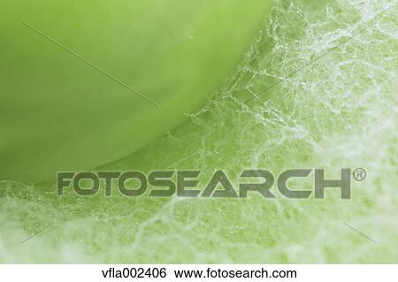 Stock Photograph - Broad bean. Fotosearch