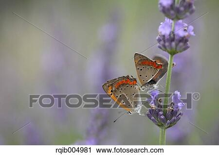Butterfly on lavender flower View Large Photo Image Stock Image - Butterfly on lavender flower. Fotosearch