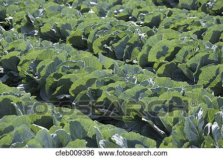 Cabbage field View Large Photo Image Stock Photograph - Cabbage field. Fotosearch