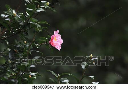 Camellia Sasanqua View Large Photo Image Stock Photo - Camellia Sasanqua. Fotosearch