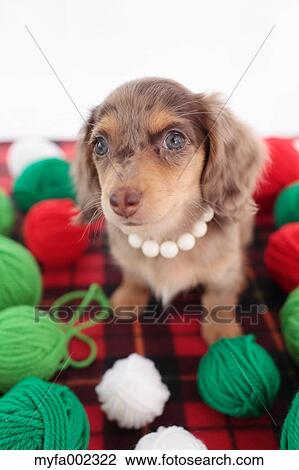 Chihuahua and Miniature Dachshund mixed pet View Large Photo Image Stock Image - Chihuahua and Miniature Dachshund mixed pet. Fotosearch