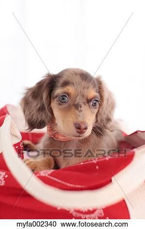 Chihuahua and Miniature Dachshund mixed pet View Large Photo Image Stock Image - Chihuahua and Miniature Dachshund mixed pet. Fotosearch