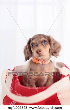 Chihuahua and Miniature Dachshund mixed pet View Large Photo Image Stock Image - Chihuahua and Miniature Dachshund mixed pet. Fotosearch