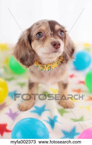 Chihuahua and Miniature Dachshund mixed pet View Large Photo Image Stock Image - Chihuahua and Miniature Dachshund mixed pet. Fotosearch