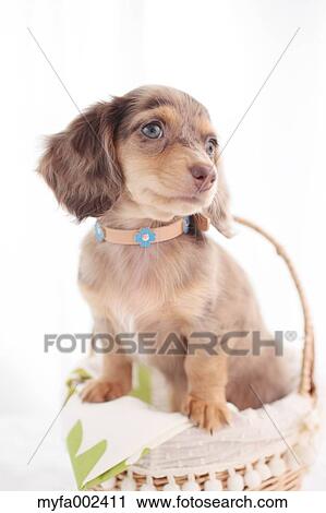 Chihuahua and Miniature Dachshund mixed pet View Large Photo Image Stock Image - Chihuahua and Miniature Dachshund mixed pet. Fotosearch