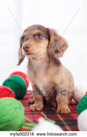 Chihuahua and Miniature Dachshund mixed pet View Large Photo Image Stock Photo - Chihuahua and Miniature Dachshund mixed pet. Fotosearch
