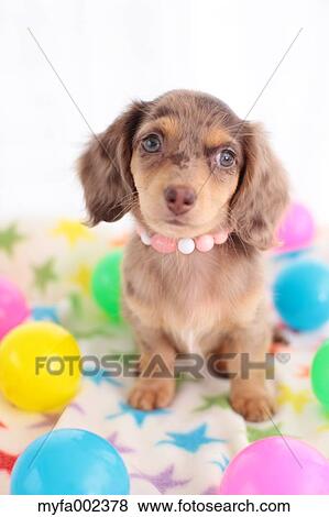 Chihuahua and Miniature Dachshund mixed pet View Large Photo Image Stock Photo - Chihuahua and Miniature Dachshund mixed pet. Fotosearch