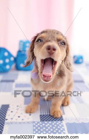 Chihuahua and Miniature Dachshund mixed pet View Large Photo Image Stock Photo - Chihuahua and Miniature Dachshund mixed pet. Fotosearch