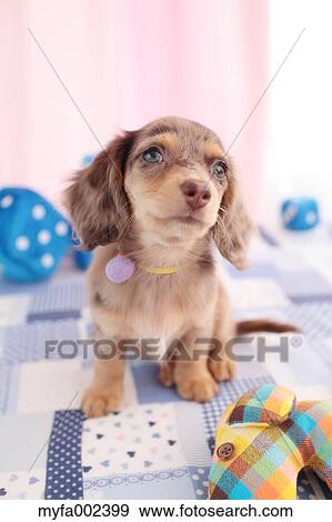 Chihuahua and Miniature Dachshund mixed pet View Large Photo Image Stock Photo - Chihuahua and Miniature Dachshund mixed pet. Fotosearch