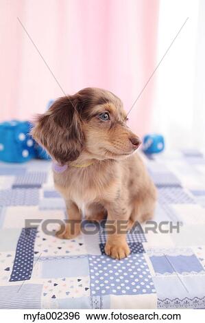 Chihuahua and Miniature Dachshund mixed pet View Large Photo Image Stock Photograph - Chihuahua and Miniature Dachshund mixed pet. Fotosearch