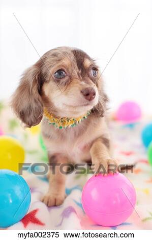 Chihuahua and Miniature Dachshund mixed pet View Large Photo Image Stock Photography - Chihuahua and Miniature Dachshund mixed pet. Fotosearch