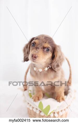Chihuahua and Miniature Dachshund mixed pet View Large Photo Image Stock Photography - Chihuahua and Miniature Dachshund mixed pet. Fotosearch