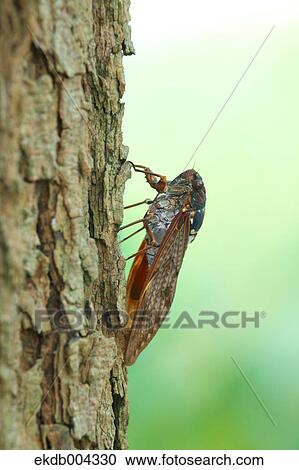 Cicada on a tree View Large Photo Image Stock Image - Cicada on a tree. Fotosearch